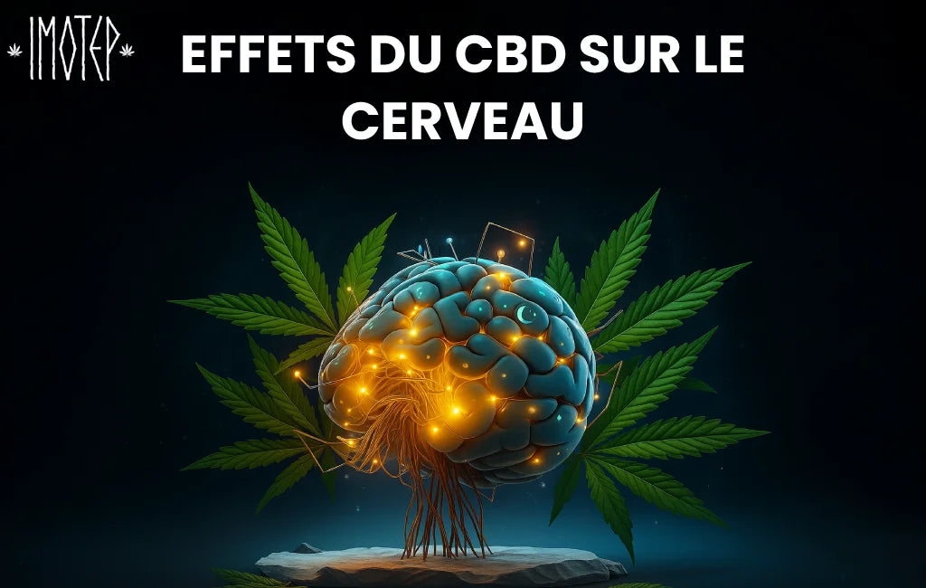 Les effets du CBD sur le cerveau
