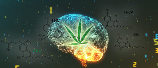 Comment intéragit le CBD avec les récepteurs cannainoïdes CB2?