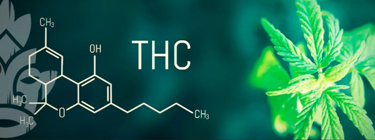 Les cannabinoïdes sont indispensables au bon fonctionnement du corps humain.